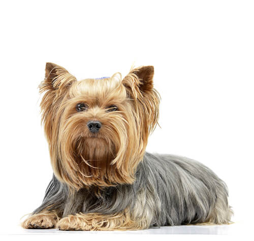 Yorkshire Terrier Dog Breed Information Purina